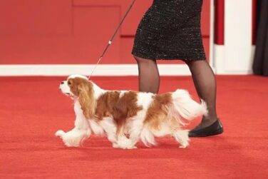 Cavalier at a dog show
