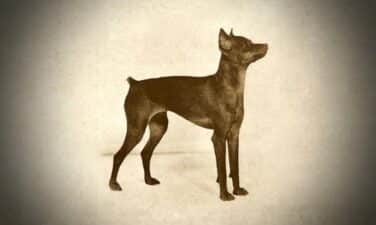 Toy Breeds Featured in 1938 AKC Blue Book of Dogs