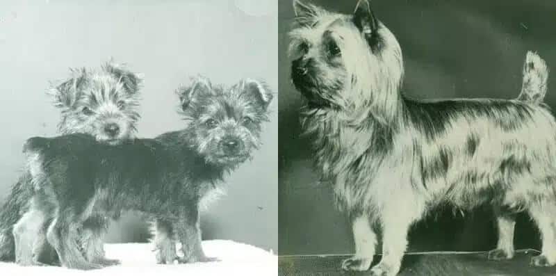 Silky Terrier's Breed Origins