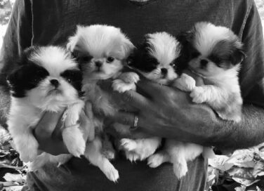 Man holding 4 Japanese Chin puppies