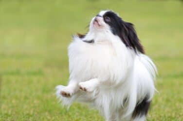 Japanese Chin | All HYPE but where’s the TYPE?