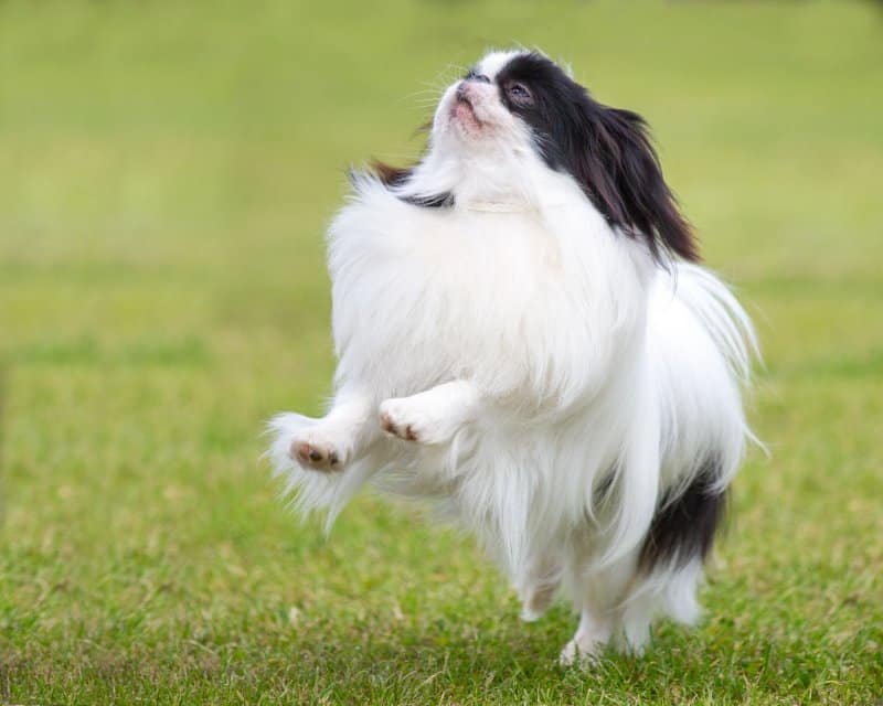 Japanese Chin | All HYPE but where’s the TYPE?