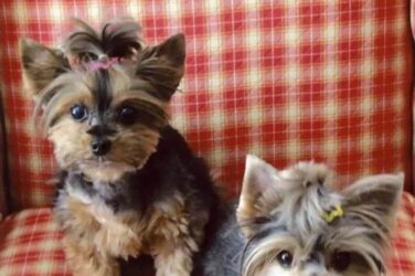 yorkshire terrier dogs