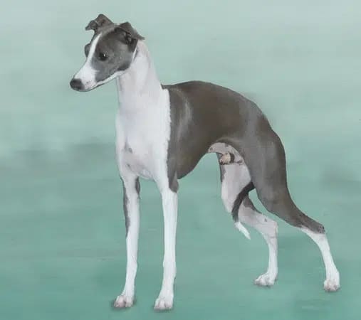 image from the Italian Greyhound Standard