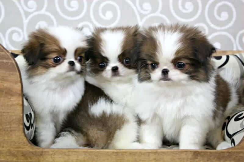 3 puppies sitting