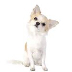 Chihuahua longhaired sitting its head tilted