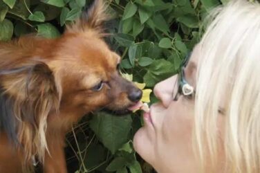 russian toy kissing her owner