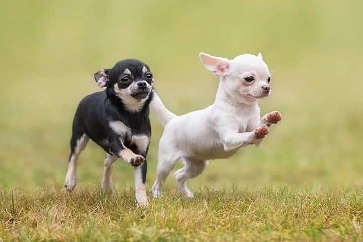 2 Chihuahua puppies running in the grass