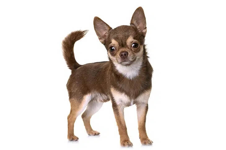 Chihuahua standing in three quarter view