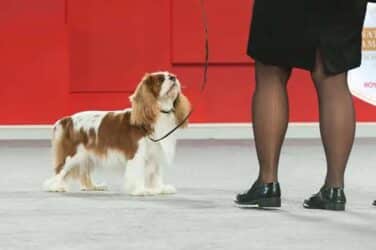 cavalier at a dog show