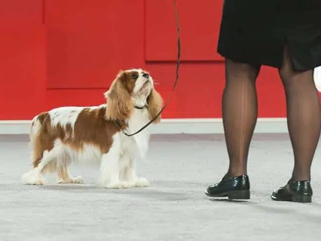 cavalier at a dog show