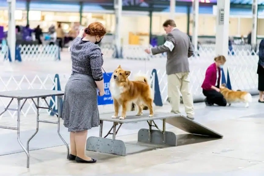 woman handler with her dog at a dog show