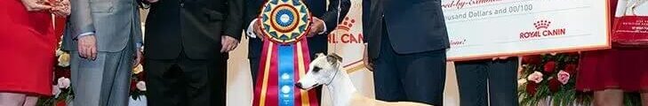 Bred by Exhibitor dog winnin best in show at the 2022 national championship by akc
