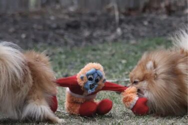 2 pomeranian dogs both biding a different side of the same toy trying to take it for itself