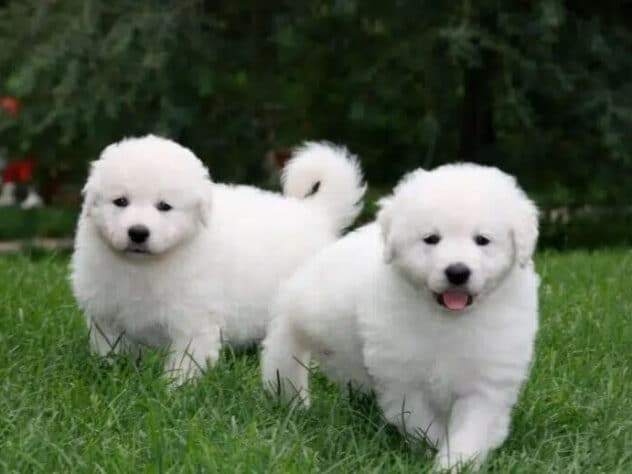 2 white puppies standing outside on grass facing the camera