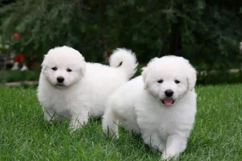 2 white puppies standing outside on grass facing the camera
