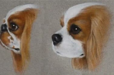 English Toy Spaniel vs Cavalier King Charles Spaniel head photo comparison