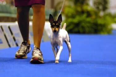 How is the Toy Fox Terrier Judged?