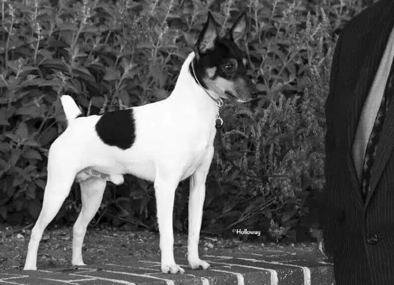 black and white photo of a toy fox terrier