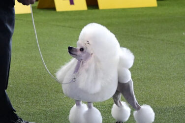 Toy Poodles Need to Look Like Toy Poodles