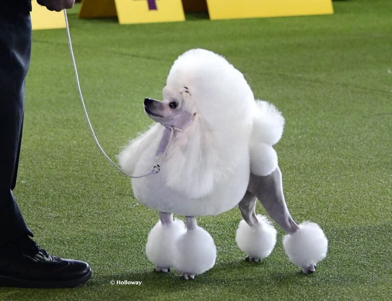 Toy Poodles Need to Look Like Toy Poodles