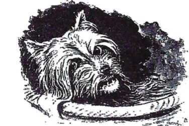 Yorkshire Terrier illustration