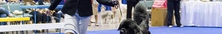 Dog Show Handling Classes