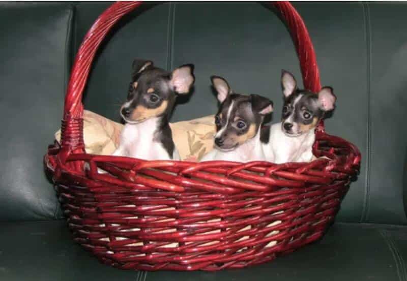 3 toy fox terrier puppies in a red basket