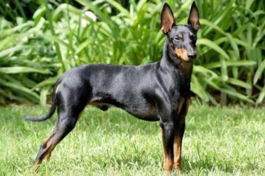 Judging the Manchester Terrier Dog Breed