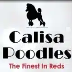 Calisa Poodles - Lisa & Joseph Cannarozzo