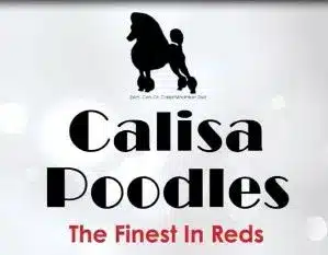 Picture of Calisa Poodles - Lisa & Joseph Cannarozzo