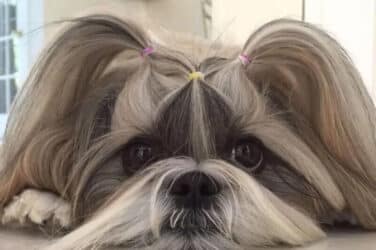 Shih Tzu Colors, Sex, Age, and Size