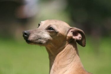 Italian Greyhound head