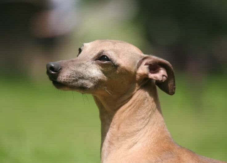 Italian Greyhound head