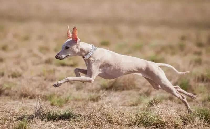 Italian greyhound running