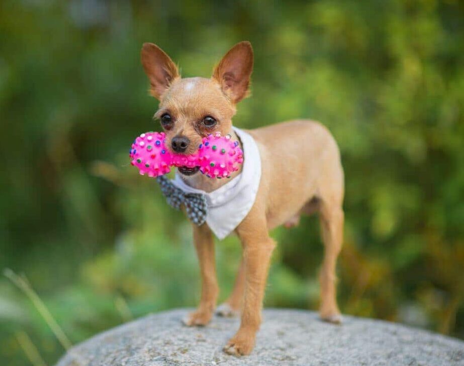 Breed Rescue: Chihuahua toy dog breed
