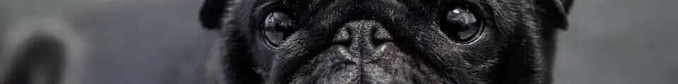 black pug dog head photo