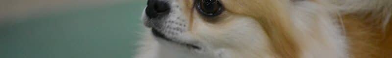 Chihuahua head photo