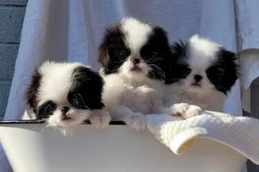 Origami Japanese Chin puppies - health