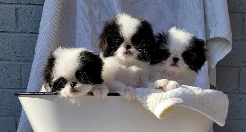 Origami Japanese Chin puppies - health