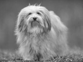 black and whtie photo of a Havanese dog standing outdoors