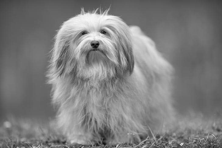 black and whtie photo of a Havanese dog standing outdoors