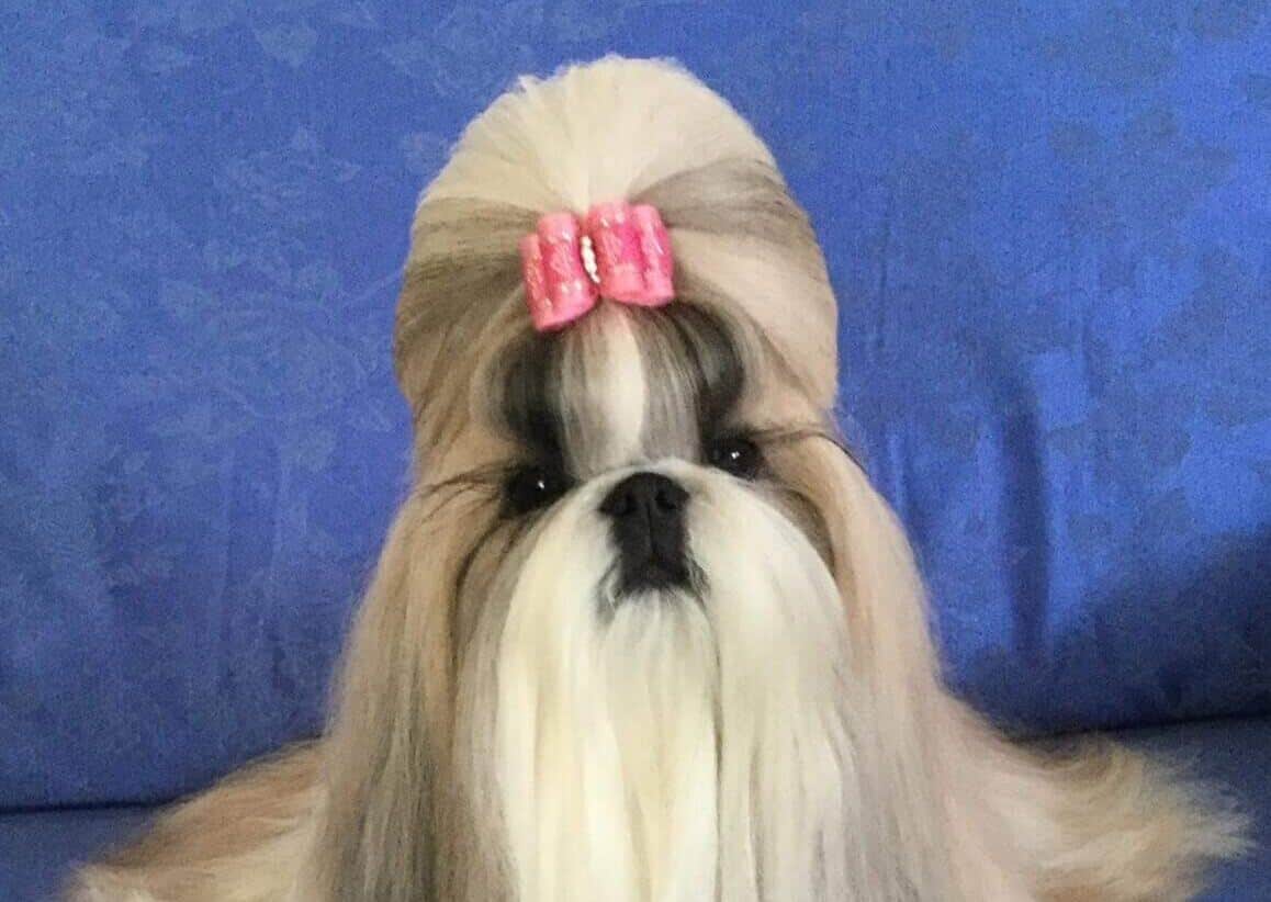 shih tzu with topknot