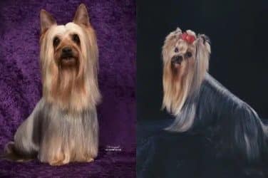 Left: Silky Terrier versus Right: Yorkshire Terrier