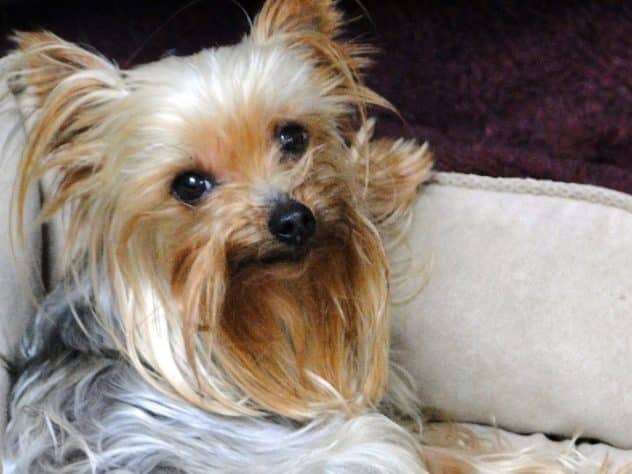 Yorkshire Terrier that was saved by Yorkshire Terrier National Rescue