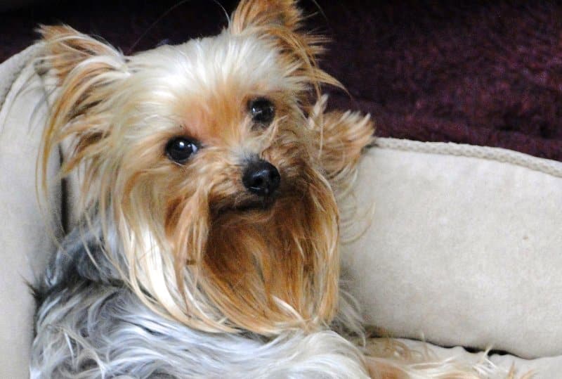 Yorkshire Terrier that was saved by Yorkshire Terrier National Rescue