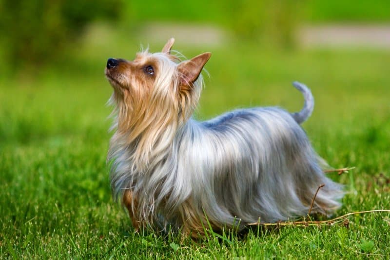 Silky Terrier standing outside on the grass, looking up to the sky