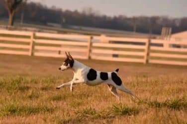 Toy Fox Terrier running outside in the sunset