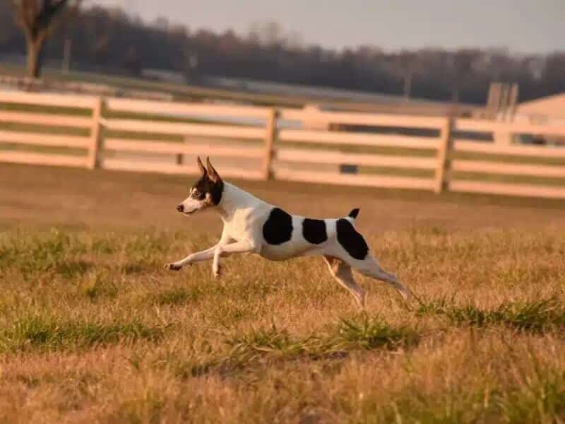 Toy Fox Terrier running outside in the sunset