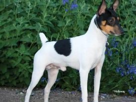 Toy Fox Terrier (TFT) standing on top of a brick wall with flowers behind it